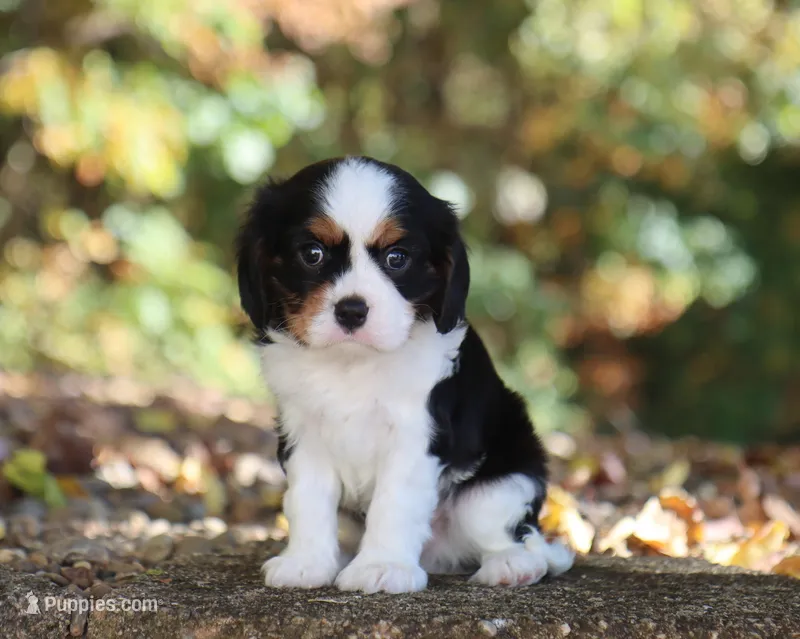 Niko – Cavalier King Charles Spaniel puppy for sale in Fresno, OH