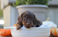 Liam, a male Miniature Dachshund for sale in Fresno, OH – 2 of 4