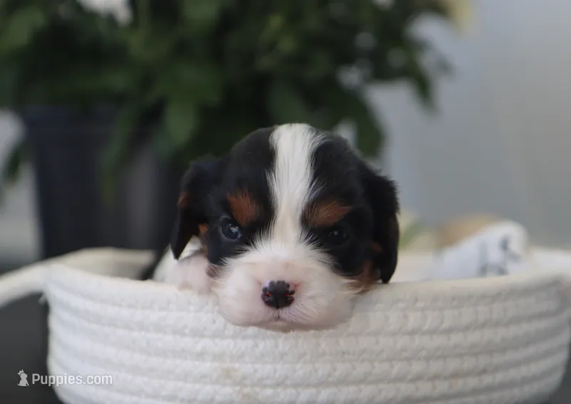 Nova – Cavalier King Charles Spaniel puppy for sale in Fresno, OH