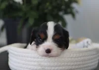 Nova, a female Cavalier King Charles Spaniel for sale in Fresno, OH – 1 of 3