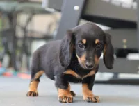 Kylie, a female Miniature Dachshund for sale in Fresno, OH – 4 of 4
