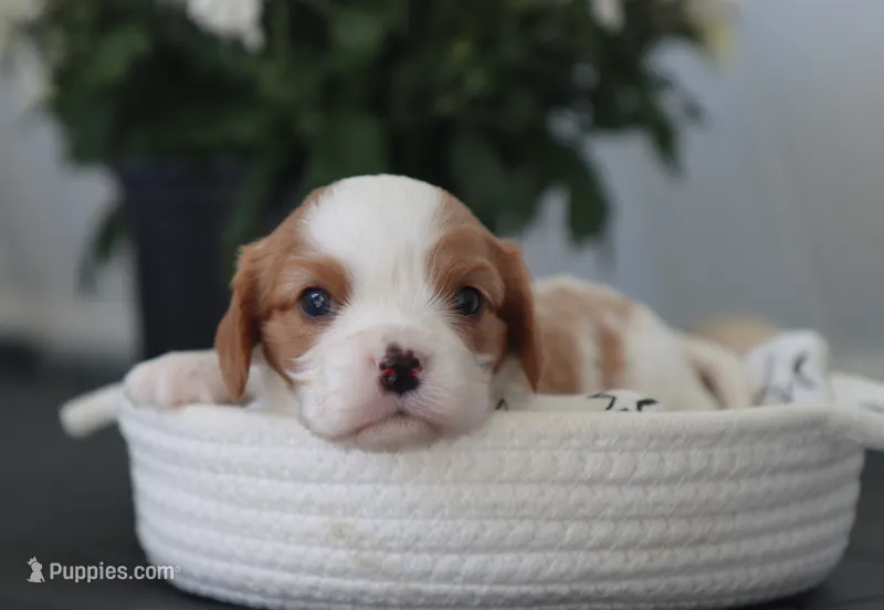 Nick – Cavalier King Charles Spaniel puppy for sale in Fresno, OH