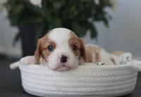 Nick, a male Cavalier King Charles Spaniel for sale in Fresno, OH – 1 of 4