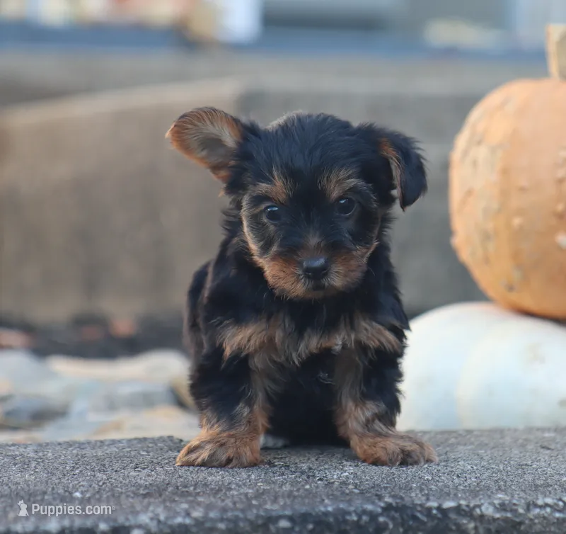 Hailey – Yorkshire Terrier puppy for sale in Fresno, OH