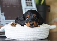 Gunner, a male Miniature Dachshund for sale in Fresno, OH – 3 of 4