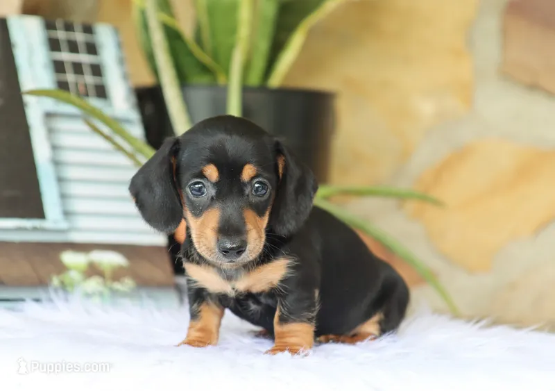 Wren – Miniature Dachshund puppy for sale in Fresno, OH