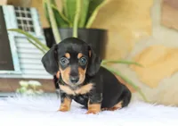 Wren, a female Miniature Dachshund for sale in Fresno, OH – 1 of 3