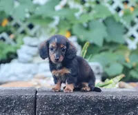 Olivia, a female Miniature Dachshund for sale in Fresno, OH – 6 of 9