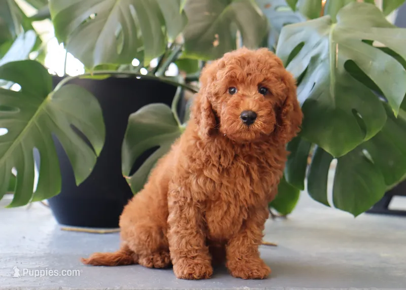 Inigo – Miniature Goldendoodle puppy for sale in Fresno, OH