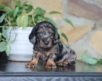 Diana, a female Dachshund for sale in Fresno, OH – 5 of 5