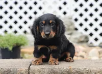 Quinn, a male Miniature Dachshund for sale in Fresno, OH – 2 of 4