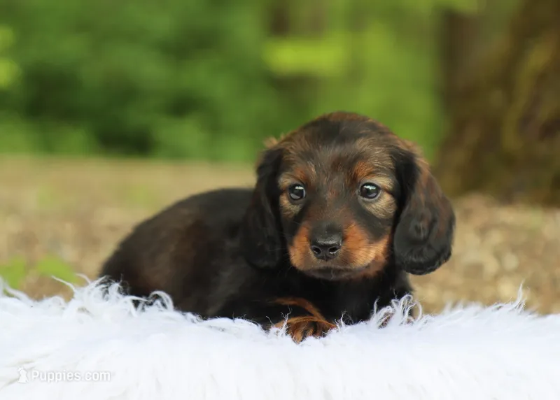 Star – Miniature Dachshund puppy for sale in Fresno, OH