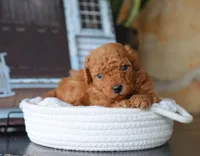 Sammy, a male Maltipoo for sale in Fresno, OH – 3 of 5