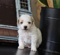 Mason, a male Maltipoo for sale in Fresno, OH – 3 of 3