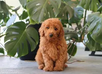 Ivory, a female Miniature Goldendoodle for sale in Fresno, OH – 4 of 4