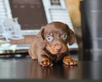Isaiah, a male Miniature Dachshund for sale in Fresno, OH – 3 of 4
