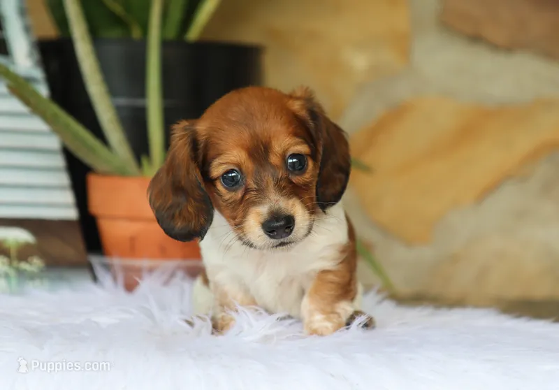 Winnie – Miniature Dachshund puppy for sale in Fresno, OH