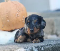 Peaches, a female Miniature Dachshund for sale in Fresno, OH – 2 of 4