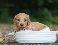 Audrey, a female Miniature Dachshund for sale in Fresno, OH – 5 of 5