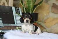 Yasmin, a female Miniature Dachshund for sale in Fresno, OH – 2 of 6