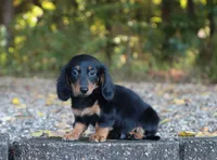 Alex , a male Miniature Dachshund for sale in Fresno, OH – 2 of 3