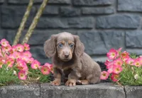Daisy, a female Dachshund for sale in Fresno, OH – 4 of 4