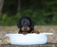 Alex , a male Miniature Dachshund for sale in Fresno, OH – 3 of 4