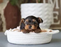Eric, a male Yorkshire Terrier for sale in Fresno, OH – 4 of 4