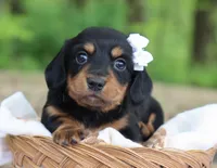 Yara, a female Miniature Dachshund for sale in Fresno, OH – 3 of 6