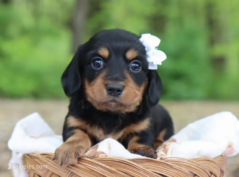 Yara – Miniature Dachshund puppy for sale in Fresno, OH