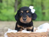 Yara, a female Miniature Dachshund for sale in Fresno, OH – 2 of 6