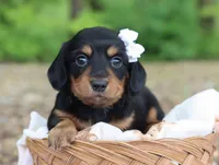 Yara, a female Miniature Dachshund for sale in Fresno, OH – 5 of 6