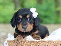 Yara, a female Miniature Dachshund for sale in Fresno, OH – 6 of 6