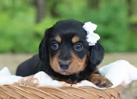 Yara, a female Miniature Dachshund for sale in Fresno, OH – 4 of 6