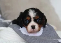 Karter, a male Cavalier King Charles Spaniel for sale in Fresno, OH – 3 of 5