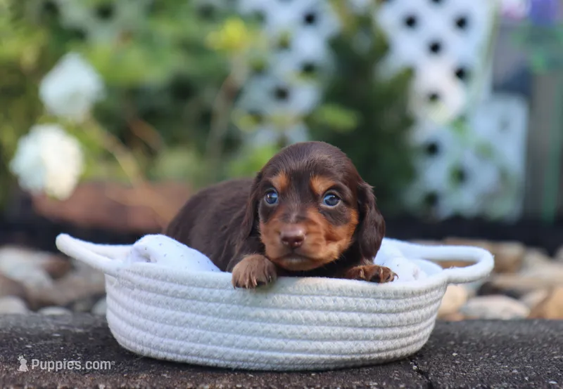 Umar – Miniature Dachshund puppy for sale in Fresno, OH