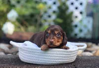 Umar, a male Miniature Dachshund for sale in Fresno, OH – 1 of 3