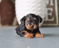 Evelyn, a female Yorkshire Terrier for sale in Fresno, OH – 2 of 4