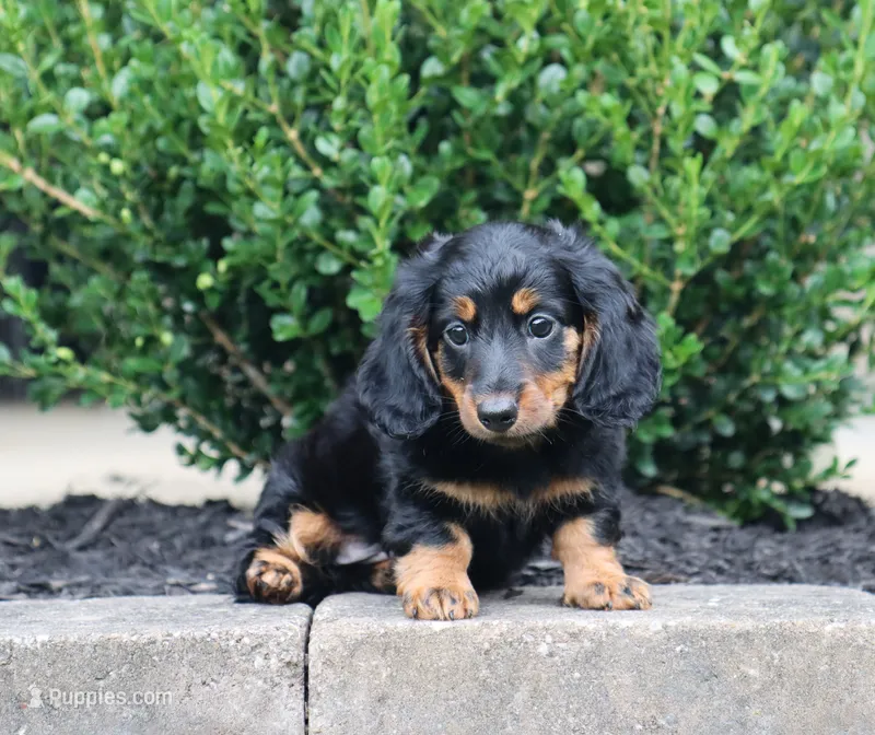 Gunner – Miniature Dachshund puppy for sale in Fresno, OH