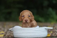 Austin, a male Miniature Dachshund for sale in Fresno, OH – 2 of 4