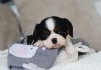 Kate, a male Cavalier King Charles Spaniel for sale in Fresno, OH – 4 of 4
