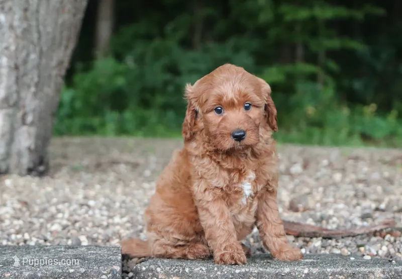 Avery – Miniature Goldendoodle puppy for sale in Fresno, OH