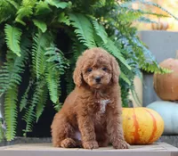 Jess, a male Poodle - Miniature  for sale in Fresno, OH – 3 of 6