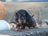 Penny, a female Miniature Dachshund for sale in Fresno, OH – 3 of 5