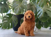 Inez, a female Miniature Goldendoodle for sale in Fresno, OH – 2 of 5