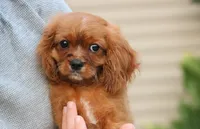 Tanner, a male Cavalier King Charles Spaniel for sale in Fresno, OH – 5 of 5