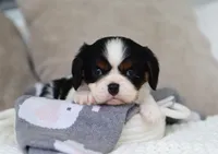 Kate, a male Cavalier King Charles Spaniel for sale in Fresno, OH – 2 of 4