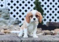 Upton, a male Cavalier King Charles Spaniel for sale in Fresno, OH – 6 of 7