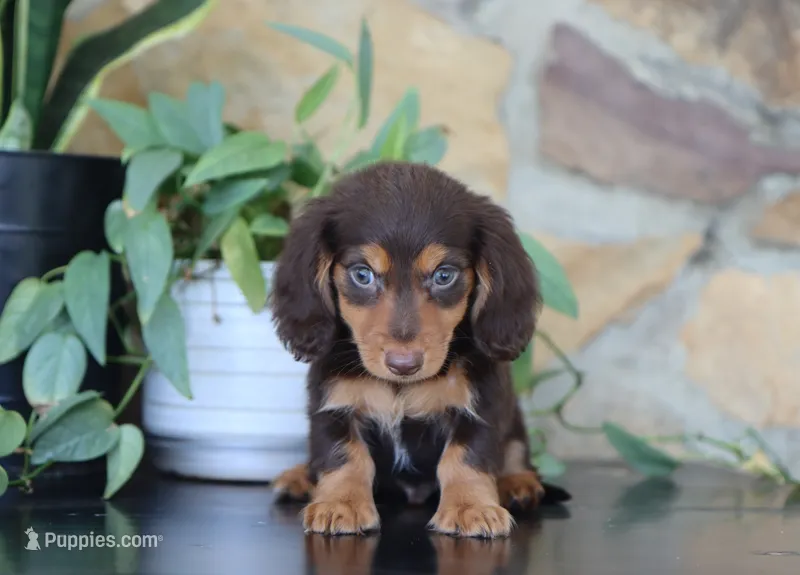 Umar – Miniature Dachshund puppy for sale in Fresno, OH