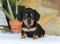Wren, a female Miniature Dachshund for sale in Fresno, OH – 3 of 3